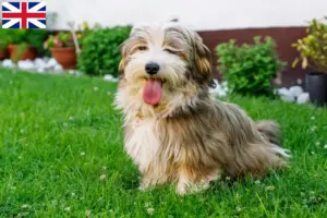 Read more about the article Crescători și căței Havanese în Marea Britanie