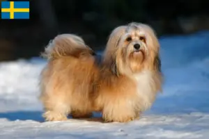 Read more about the article Crescători și căței Havanese în Suedia