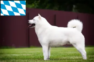Read more about the article Hokkaido crescători și căței în Bavaria