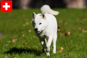 Read more about the article Hokkaido crescători și căței în Elveția