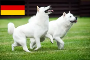 Read more about the article Hokkaido crescători și căței în Germania