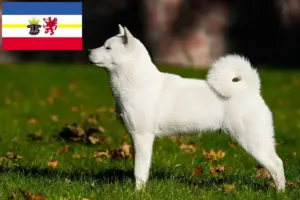 Read more about the article Hokkaido crescători și căței în Mecklenburg-Vorpommern