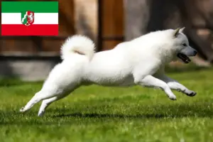 Read more about the article Hokkaido crescători și căței în Renania de Nord-Westfalia