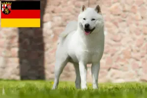 Read more about the article Hokkaido crescători și căței în Rhineland-Palatinate