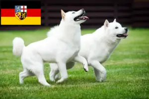 Read more about the article Hokkaido crescători și căței în Saarland