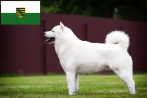 Read more about the article Hokkaido crescători și căței în Saxonia