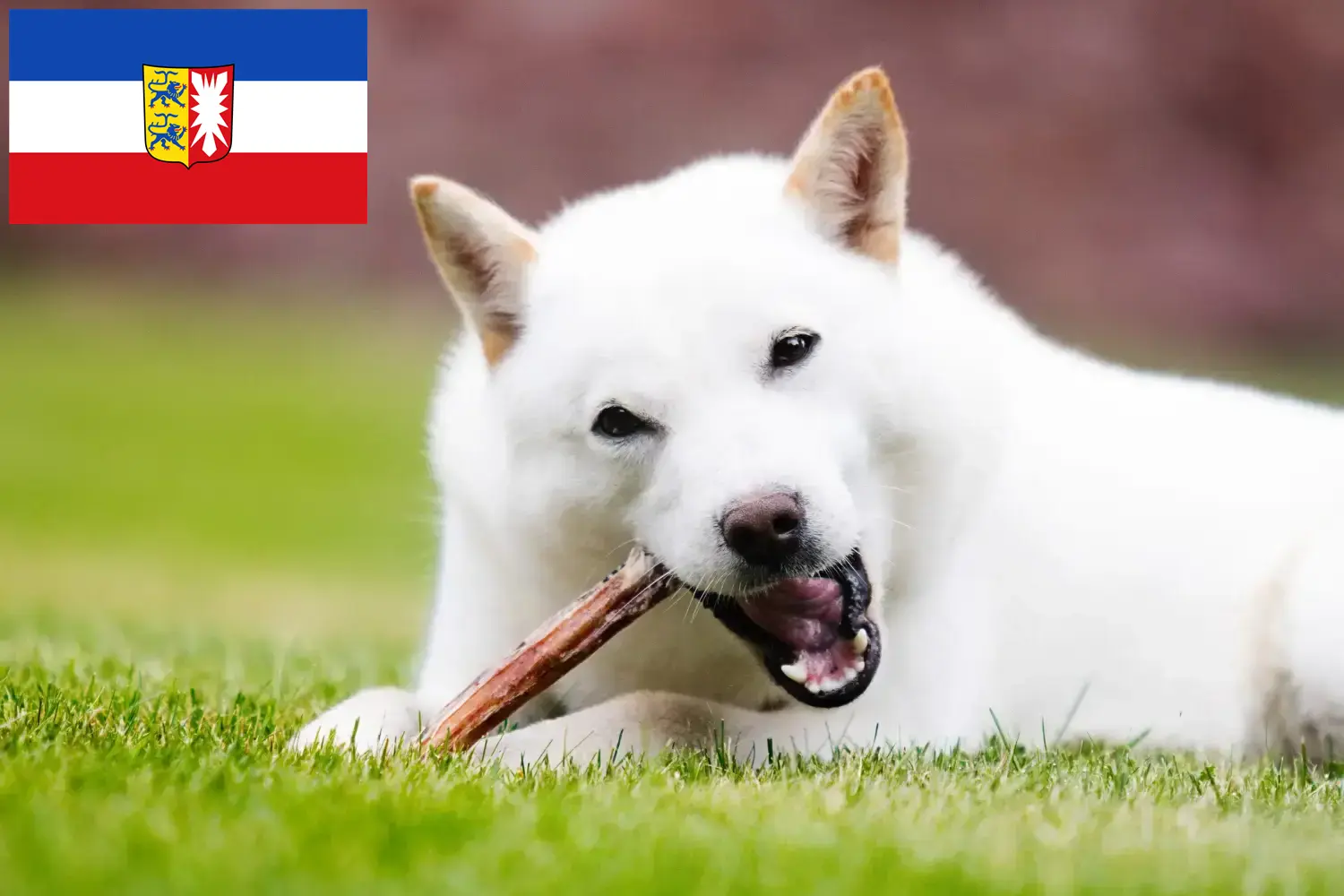 Hokkaido căței și crescători Schleswig-Holstein Aici puteți găsi crescători de Hokkaido în Schleswig-Holstein.