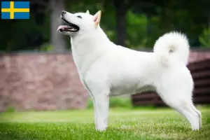 Read more about the article Hokkaido crescători și căței în Suedia