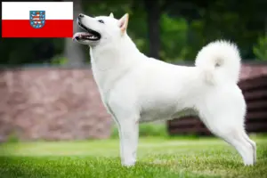 Read more about the article Hokkaido crescători și căței în Thuringia