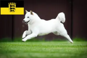 Read more about the article Hokkaido crescători și căței în Baden-Württemberg