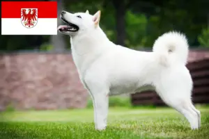 Read more about the article Hokkaido crescători și căței în Brandenburg
