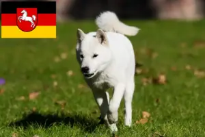 Read more about the article Hokkaido crescători și căței în Saxonia Inferioară