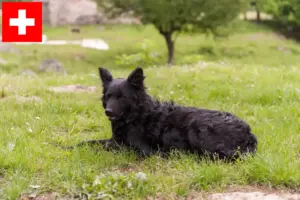 Read more about the article Hrvatski ovčar crescători și căței în Elveția