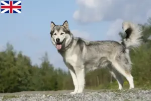 Read more about the article Crescători și căței Husky în Marea Britanie