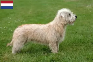 Read more about the article Irish Glen of Imaal Terrier crescători și căței în Țările de Jos