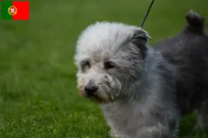 Read more about the article Irish Glen of Imaal Terrier crescători și căței în Portugalia