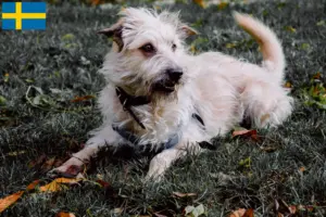 Read more about the article Irish Glen of Imaal Terrier crescători și căței în Suedia