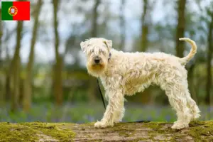 Read more about the article Irish Soft Coated Wheaten Terrier crescători și căței în Portugalia