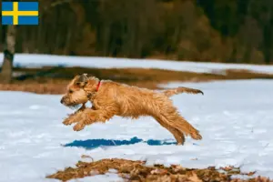 Read more about the article Irish Soft Coated Wheaten Terrier crescători și căței în Suedia