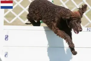 Read more about the article Crescători și căței de Spaniel de apă irlandez în Țările de Jos