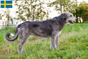 Read more about the article Crescători și căței Irish Wolfhound în Suedia