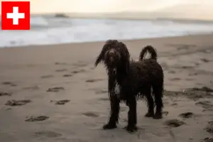 Read more about the article Crescători de Spaniel de apă irlandez și căței în Elveția
