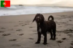 Read more about the article Crescători de Spaniel de apă irlandez și căței în Portugalia