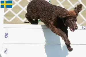 Read more about the article Crescători de Spaniel de apă irlandez și căței în Suedia