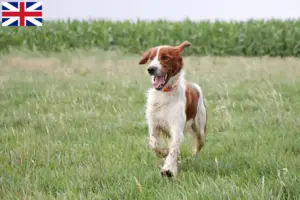 Read more about the article Crescători și căței Setter irlandez roșu și alb în Marea Britanie
