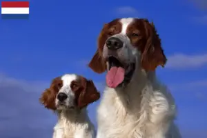 Read more about the article Crescători și căței Setter irlandez roșu și alb în Țările de Jos