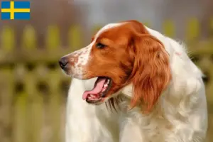 Read more about the article Crescători și căței Setter irlandez roșu și alb în Suedia
