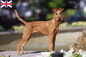 Read more about the article Crescători de Terrier irlandez și căței în Marea Britanie