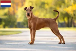 Read more about the article Crescători de Terrier irlandez și căței în Țările de Jos
