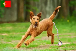 Read more about the article Crescători de Terrier irlandez și căței în Portugalia