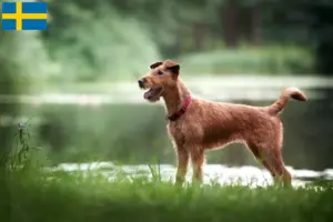 Read more about the article Crescători de Terrier irlandez și căței în Suedia