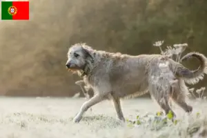 Read more about the article Crescători și căței Irish Wolfhound în Portugalia
