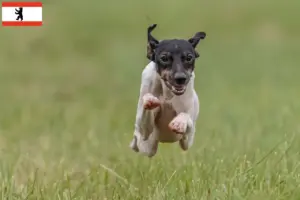 Read more about the article Crescător de Terrier japonez și căței în Berlin