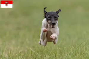 Read more about the article Crescători de Terrier japonez și căței în Brandenburg