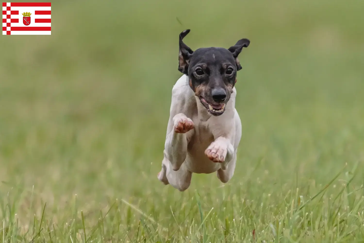 Read more about the article Crescător de Terrier japonez și căței în Bremen