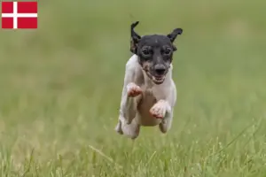 Read more about the article Crescători de Terrier japonez și căței în Danemarca