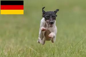 Read more about the article Crescători de Terrier japonez și căței în Germania