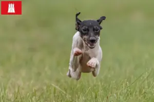 Read more about the article Crescător de Terrier japonez și căței în Hamburg