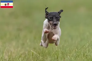 Read more about the article Crescători de Terrier japonez și căței în Mecklenburg-Vorpommern