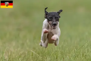 Read more about the article Crescător de Terrier japonez și căței în Saarland