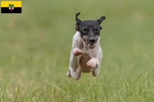 Read more about the article Crescători de Terrier japonez și căței în Saxony-Anhalt