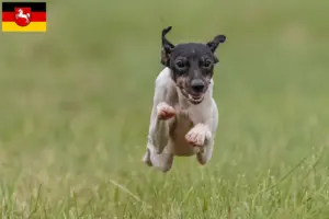 Read more about the article Crescători de Terrier japonez și căței în Saxonia Inferioară