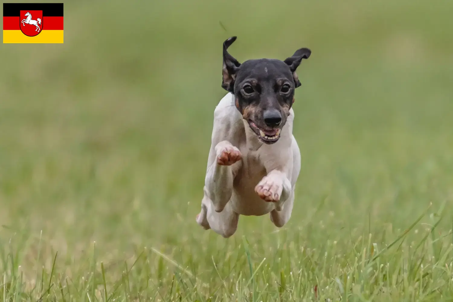 Căței Terrier japonez și crescător Saxonia Inferioară Găsiți aici crescătorii de Terrier japonez din Saxonia Inferioară.
