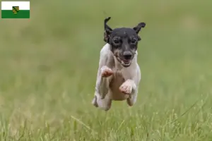 Read more about the article Crescători de Terrier japonez și căței în Saxonia