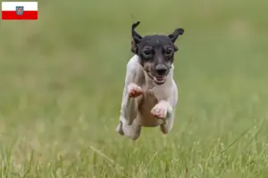 Read more about the article Crescători de Terrier japonez și căței în Thuringia