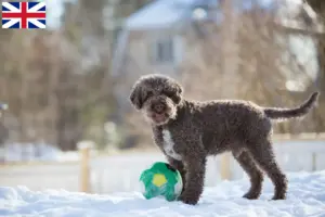 Read more about the article Lagotto Romagnolo crescători și căței în Marea Britanie